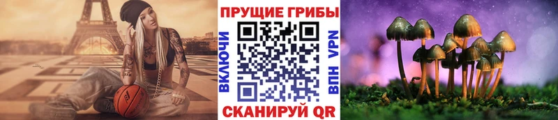 Галлюциногенные грибы Psilocybe  Южно-Сухокумск 
